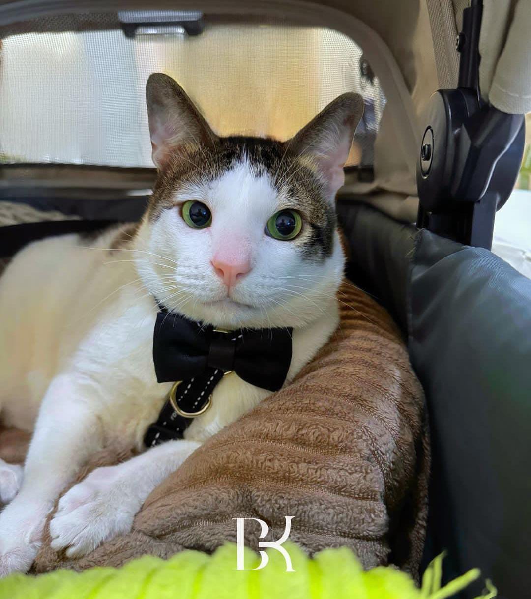 Kucing peliharaan Presiden Prabowo Subianto, Bobby Kertanegara. Sumber: Instagram @bobbykertanegara