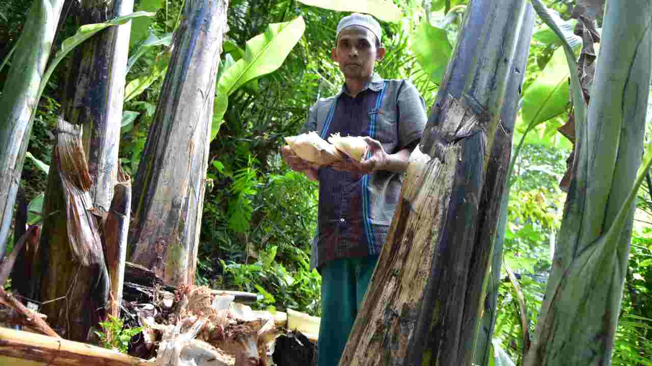 Bonggol Pisang, Limbah yang Bernilai, Alternatif Ramah Lingkungan untuk Kertas dan Pupuk Organik. Foto: Dok. Fathul Rakhman/Mongabay Indonesia