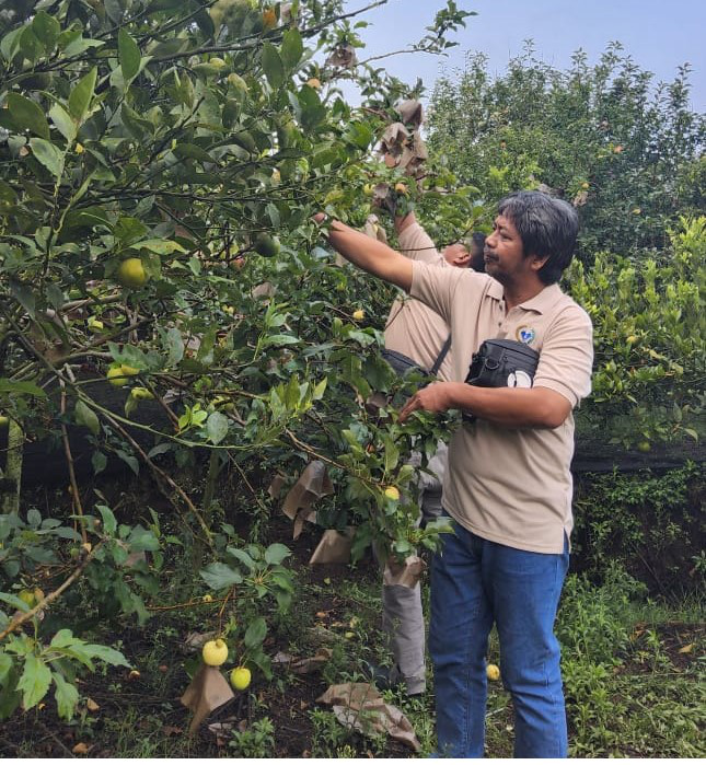 Wisata petik apel di Kebun Apel Batu Malang. Sumber; Budiman