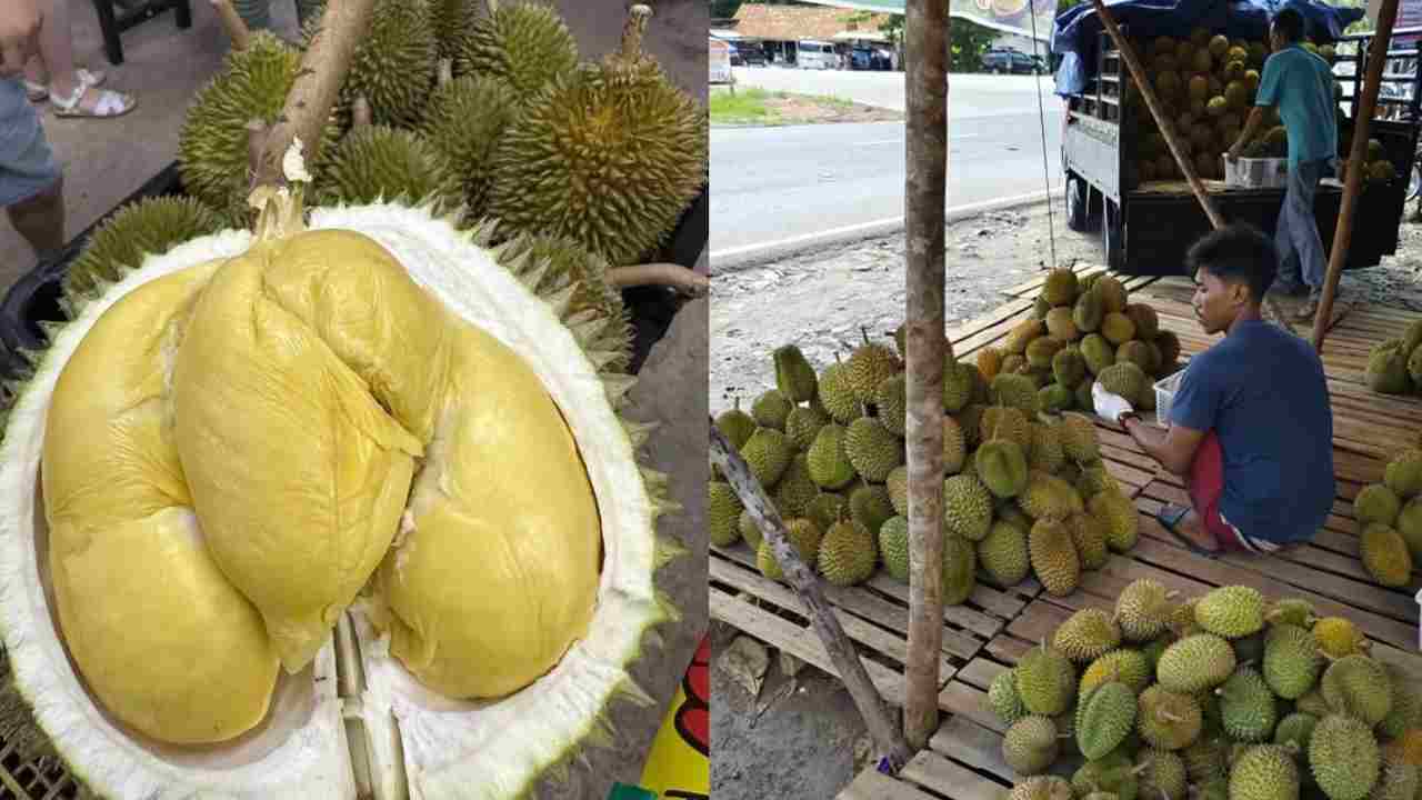 Bukan Cuma Soal Aroma, Ini Trik Jitu Memilih Durian yang Matang, Legit, dan Anti Gagal!. Foto: dok. gradasigo