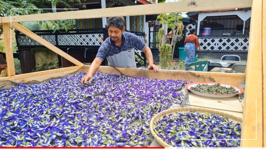 proses penjemuran si cantik Bunga Telang