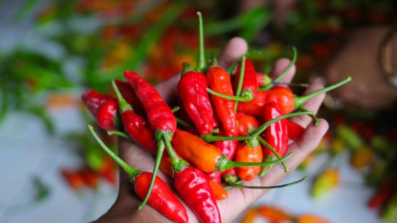 Ilustrasi cabai rawit merah. Foto:  dok. Getty Images/iStockphoto/Jamaludin Yusup
