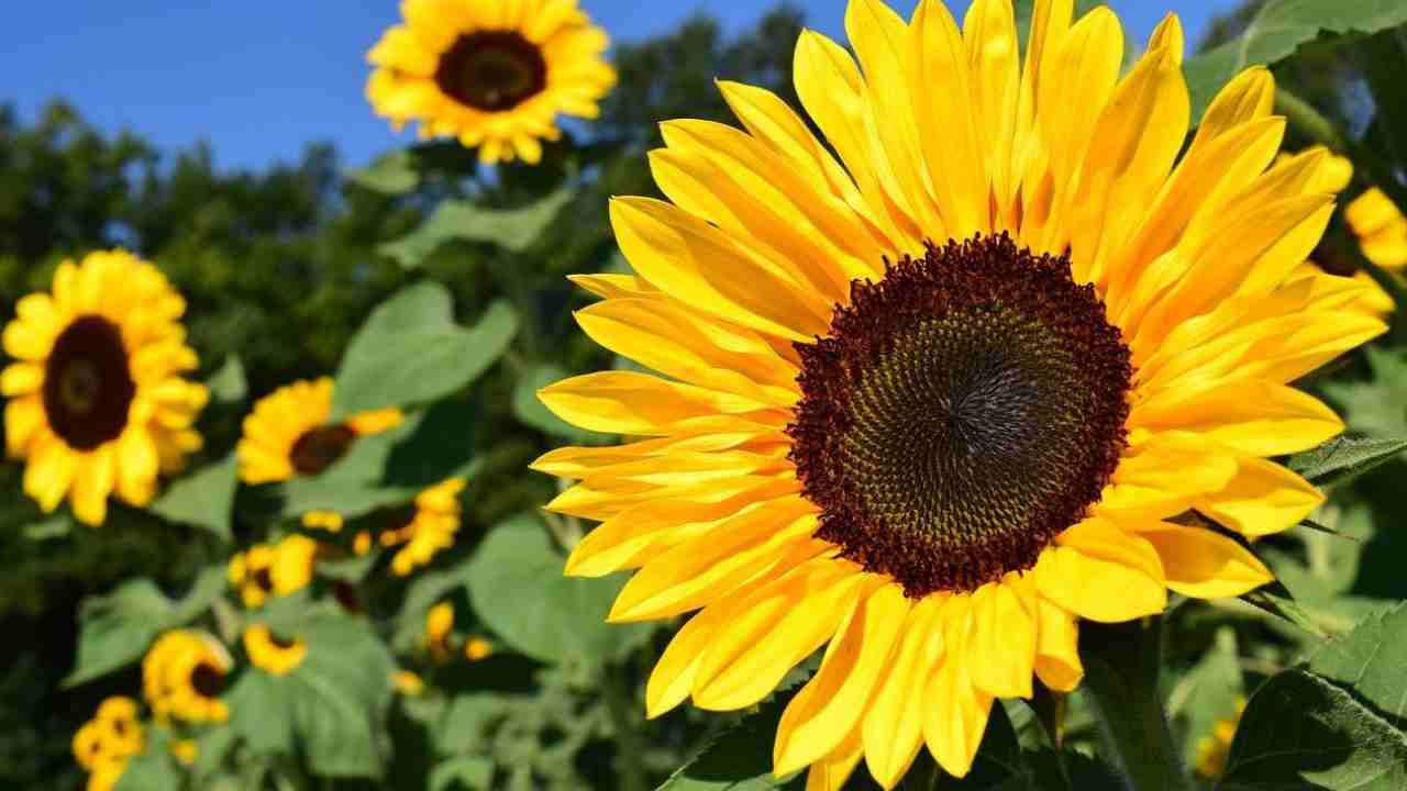 Lebih dari Sekadar Cantik, Ini Dia Manfaat Bunga Matahari untuk Kesehatan dan Kecantikan. Foto: Pixabay.com