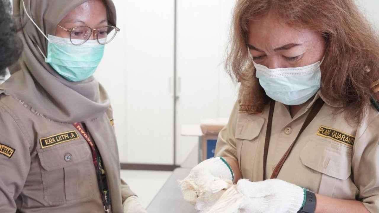 Nanas Prabumulih 'Naik Kelas' ke Spanyol, Serat Kulit Nanas Go Global, Karantina Sumsel Dorong Hilirisasi Komoditas Lokal. Foto: dok. Karantina Sumsel