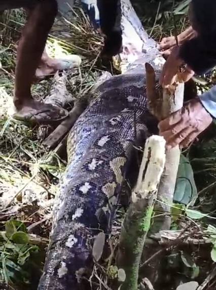 Proses evakuasi seorang nenek didalam perut ular piton di area persawahan di Kelurahan Batu, Kecamatan Pitu Riase, Kabupaten Sidrap, Sulawesi Selatan. Foto: Samsu