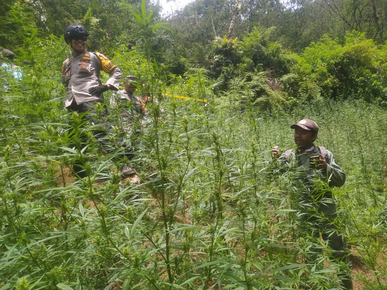 Penemuan ladang ganja di kawaban Senduro Lumajang. Foto : PPID KLHK
