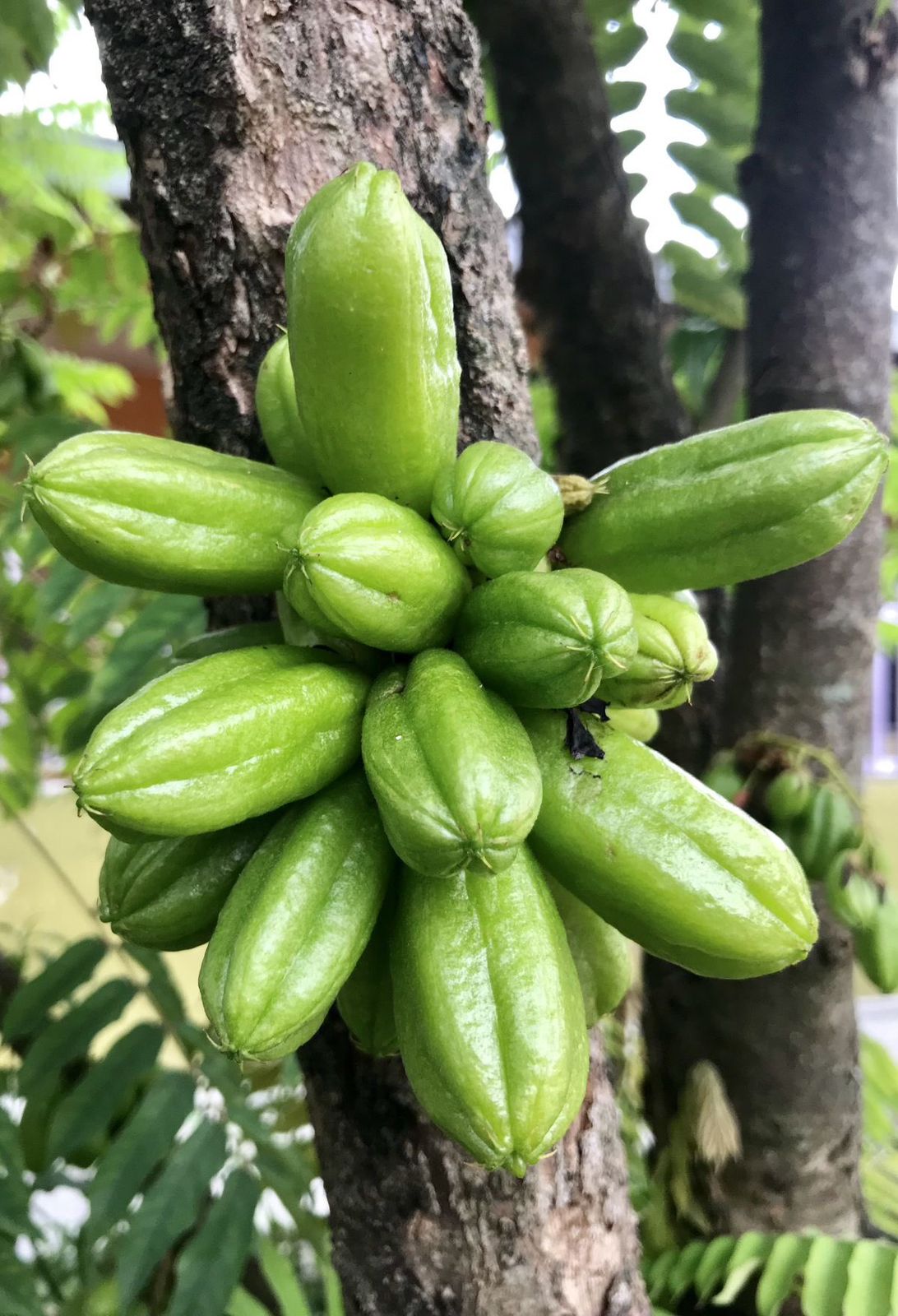 Belimbing wuluh. Foto: X @eatsimple_x