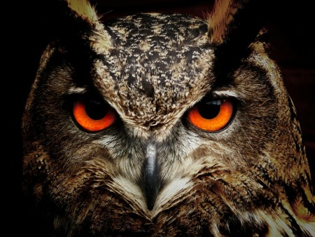Burung hantu sebagai predator alami hama tikus dijadikan salah satu strategi pengendalian hama dalam pertanian yang lebih ramah lingkungan. PEXEL 